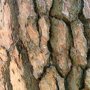 Pinus nigra 'Nigra' schors